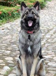 Shiloh Shepherd