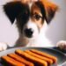 Can Dogs Eat Fish Sticks
