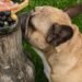 Can Dogs Eat Black Olives