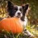 Can Dogs Eat Pumpkin