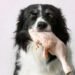 can dogs eat raw chicken