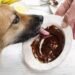 Can Dogs Eat Nutella