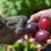 Can Dogs Eat Plums