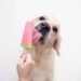 Can Dogs Enjoy Popsicles