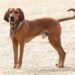 Redbone Coonhound