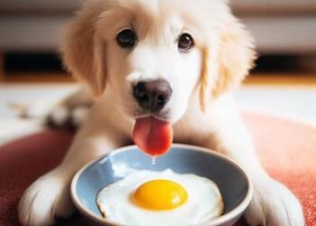 Can Dogs Eat Eggs