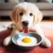 Can Dogs Eat Eggs