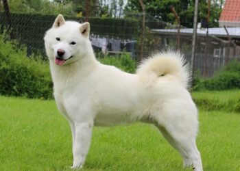 Hokkaido Dog