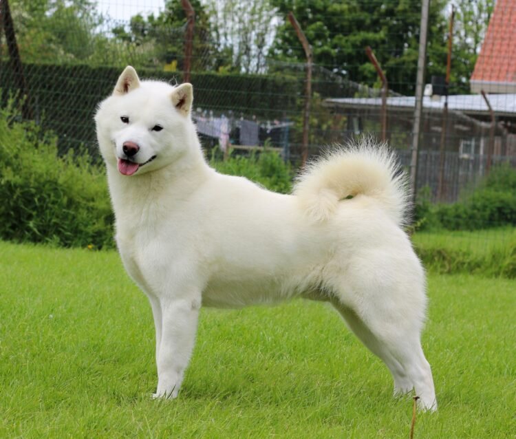 Hokkaido Dog