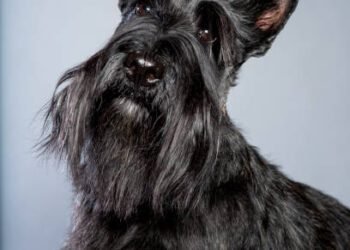 Scottish Terrier