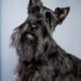 Scottish Terrier