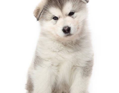 Alaskan Malamute