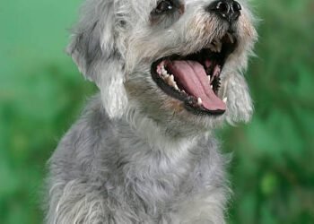 Dandie Dinmont Terrier