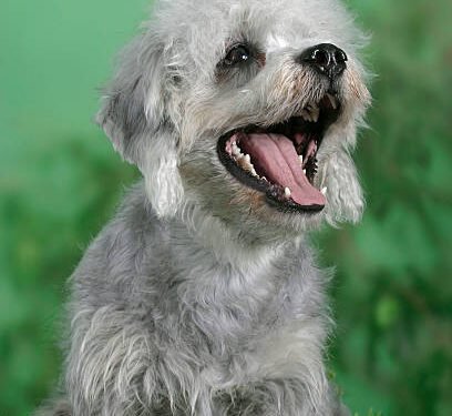 Dandie Dinmont Terrier