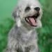 Dandie Dinmont Terrier
