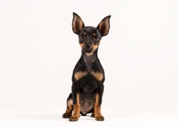 Miniature Pinscher