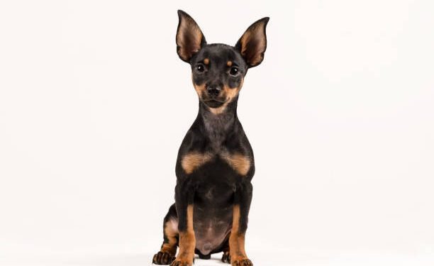Miniature Pinscher