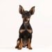Miniature Pinscher