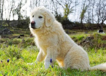 Maremma Sheepdog