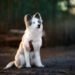 Yakutian Laika