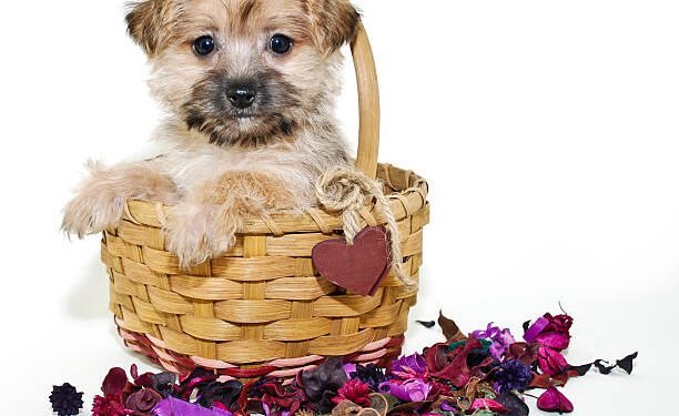 Morkie