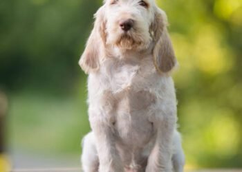 Spinone Italiano