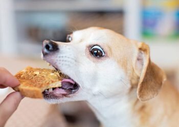 Can Dogs Eat Ritz Crackers