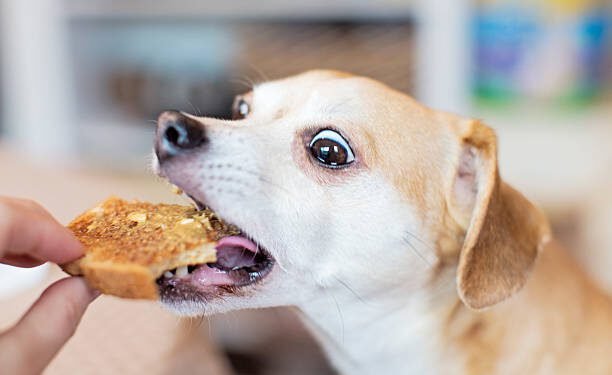 Can Dogs Eat Ritz Crackers