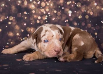 American Leopard Hound
