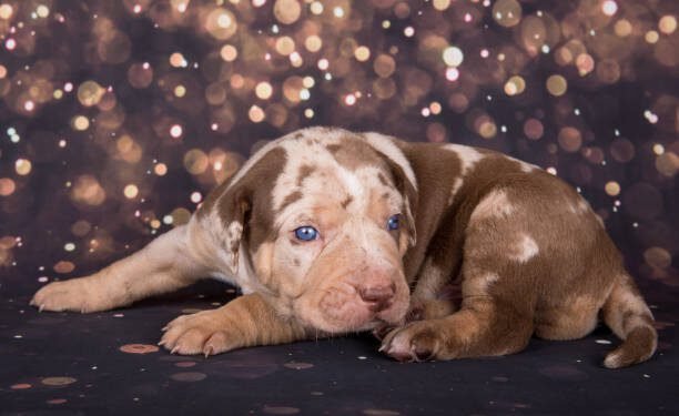 American Leopard Hound