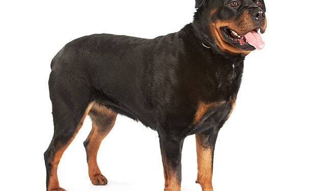 Rottardor