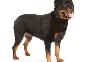 American Bullweiler