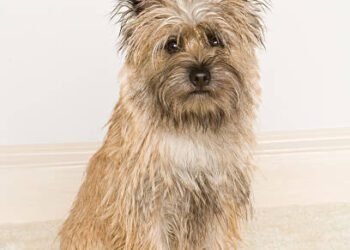 Cairn Terrier
