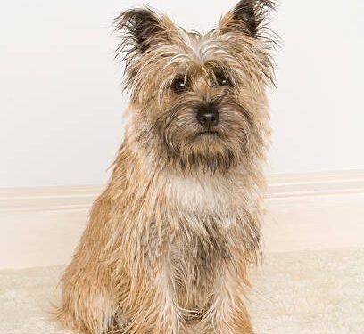 Cairn Terrier