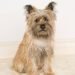 Cairn Terrier