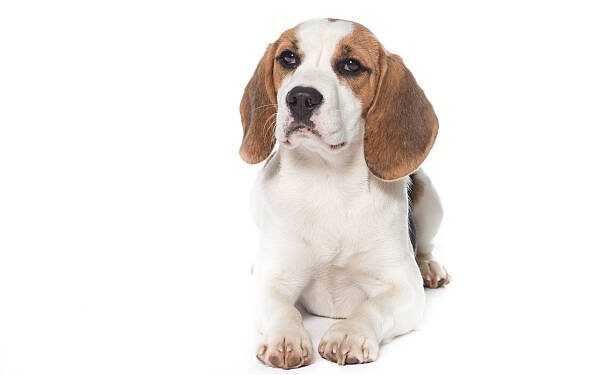 Pocket Beagle