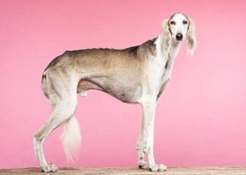 Saluki