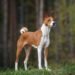 Basenji