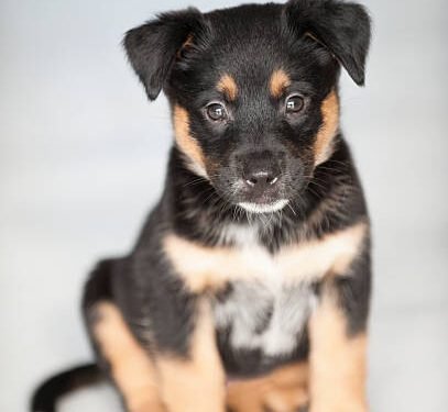 German Shepherd Rottweiler Mix