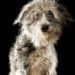 Bearded Collie