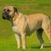 Bullmastiff