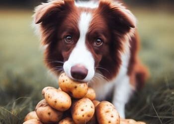 Can Dogs Eat Raw Potatoes