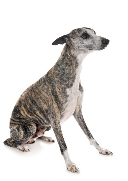 The Whippet dog breed