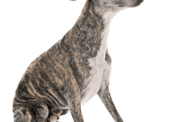 Whippet Dog Breed