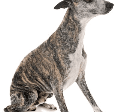 Whippet Dog Breed
