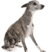 Whippet Dog Breed
