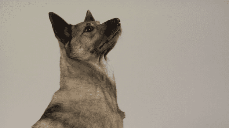 Norwegian Elkhound