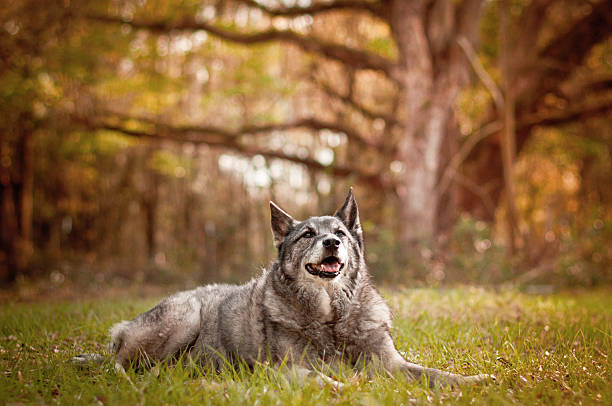 Cost of Owning a Norwegian Elkhound