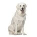 Kuvasz