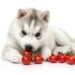 Can Dogs Eat Tomatoes